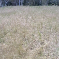Austrostipa scabra subsp. falcata (Rough Spear-grass) at Mount Ainslie to Black Mountain - 5 Nov 2014 by TimYiu
