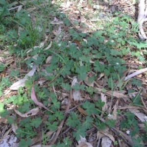 Geranium solanderi var. solanderi at Acton, ACT - 6 Nov 2014 12:00 AM