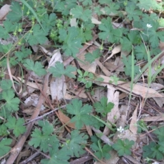 Geranium solanderi var. solanderi at Acton, ACT - 6 Nov 2014 12:00 AM