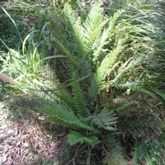 Polystichum proliferum (Mother Shield Fern) at Acton, ACT - 6 Nov 2014 by TimYiu
