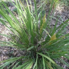 Lomandra longifolia at Acton, ACT - 6 Nov 2014