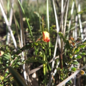 Bossiaea buxifolia at Theodore, ACT - 27 Oct 2014