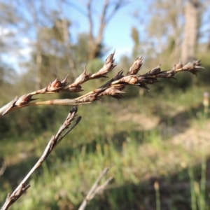 Lepidosperma laterale at Theodore, ACT - 27 Oct 2014