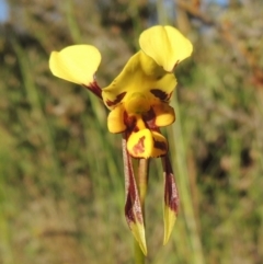 Diuris sulphurea (Tiger Orchid) at Tuggeranong Hill - 27 Oct 2014 by michaelb