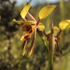 Diuris sulphurea (Tiger Orchid) at Tuggeranong Hill - 27 Oct 2014 by michaelb