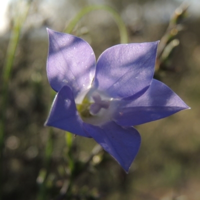 Wahlenbergia stricta subsp. stricta (Tall Bluebell) at Tuggeranong Hill - 27 Oct 2014 by michaelb