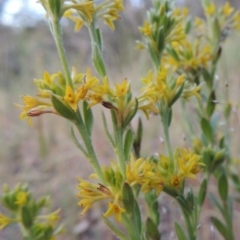 Pimelea curviflora (Curved Rice-flower) at Tuggeranong Hill - 27 Oct 2014 by michaelb