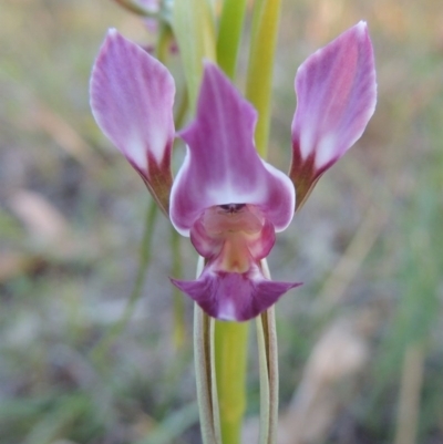Diuris dendrobioides (Late Mauve Doubletail) at Tuggeranong Hill by MichaelBedingfield