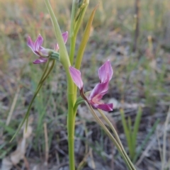 Diuris dendrobioides at suppressed - suppressed