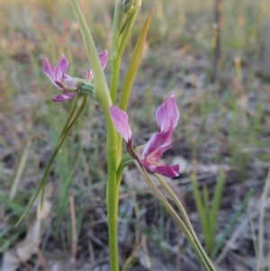 Diuris dendrobioides at suppressed - 30 Oct 2014