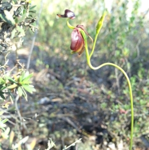 Caleana major at Jerrabomberra, NSW - suppressed