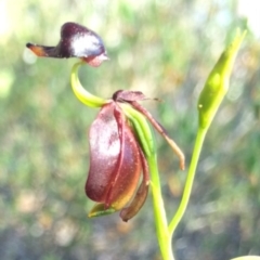 Caleana major at Jerrabomberra, NSW - suppressed