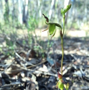 Caleana minor at Canberra Central, ACT - suppressed