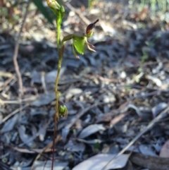 Caleana minor at Canberra Central, ACT - 8 Nov 2014