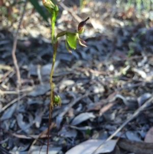 Caleana minor at Canberra Central, ACT - 8 Nov 2014