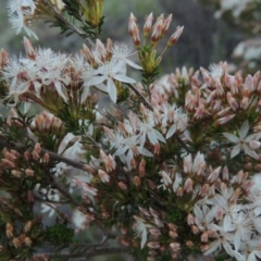 Calytrix tetragona (Common Fringe-myrtle) at Theodore, ACT - 27 Oct 2014 by MichaelBedingfield