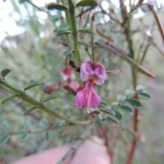 Indigofera adesmiifolia (Tick Indigo) at Theodore, ACT - 27 Oct 2014 by MichaelBedingfield