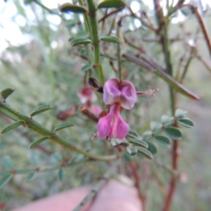 Indigofera adesmiifolia at Theodore, ACT - 27 Oct 2014 07:15 PM