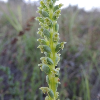 Microtis unifolia (Common Onion Orchid) at Tuggeranong Hill - 27 Oct 2014 by michaelb