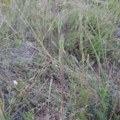 Thelymitra sp. at Theodore, ACT - 27 Oct 2014