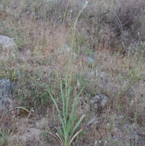 Dianella sp. aff. longifolia (Benambra) at Theodore, ACT - 27 Oct 2014 07:28 PM