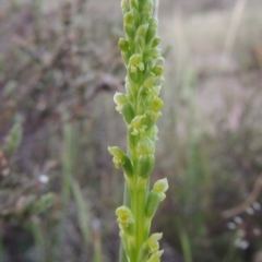 Microtis parviflora (Slender Onion Orchid) at Theodore, ACT - 27 Oct 2014 by michaelb