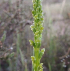 Microtis parviflora at Theodore, ACT - 27 Oct 2014