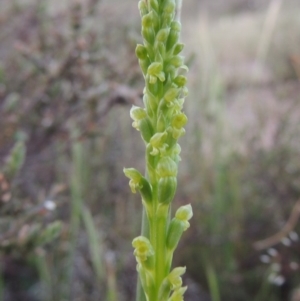 Microtis parviflora at Theodore, ACT - suppressed