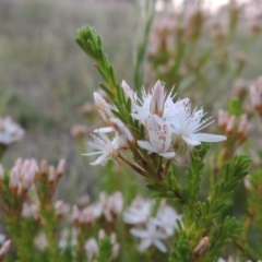 Calytrix tetragona (Common Fringe-myrtle) at Theodore, ACT - 27 Oct 2014 by MichaelBedingfield