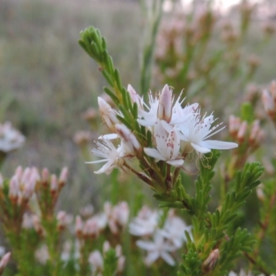 Calytrix tetragona (Common Fringe-myrtle) at Tuggeranong Hill - 27 Oct 2014 by michaelb