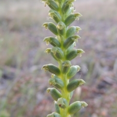 Microtis parviflora (Slender Onion Orchid) at Tuggeranong Hill - 27 Oct 2014 by michaelb