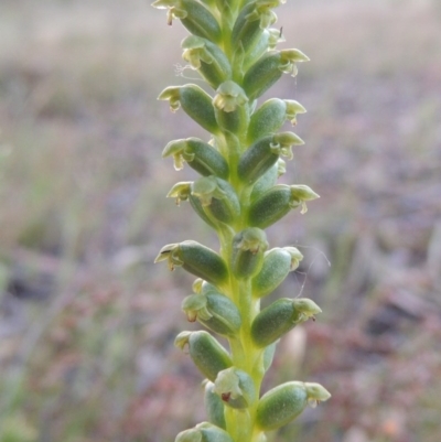 Microtis parviflora (Slender Onion Orchid) at Theodore, ACT - 27 Oct 2014 by michaelb