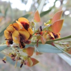 Daviesia mimosoides (Bitter Pea) at Tuggeranong Hill - 27 Oct 2014 by michaelb