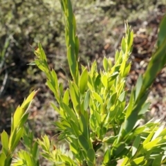 Styphelia triflora (Five-corners) at Jerrabomberra, NSW - 8 Nov 2014 by AaronClausen