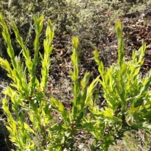 Styphelia triflora at Jerrabomberra, NSW - 8 Nov 2014