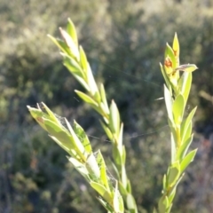 Styphelia triflora at Jerrabomberra, NSW - 8 Nov 2014 05:06 PM