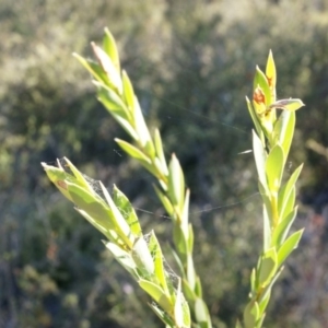 Styphelia triflora at Jerrabomberra, NSW - 8 Nov 2014