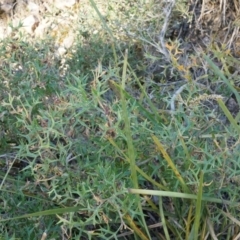 Grevillea ramosissima subsp. ramosissima at Jerrabomberra, NSW - 8 Nov 2014 05:09 PM