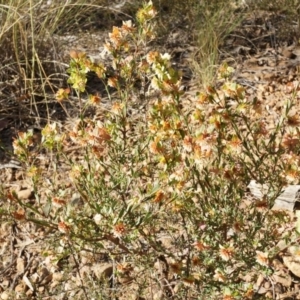 Pimelea linifolia at Jerrabomberra, NSW - 8 Nov 2014