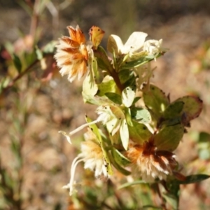 Pimelea linifolia at Jerrabomberra, NSW - 8 Nov 2014