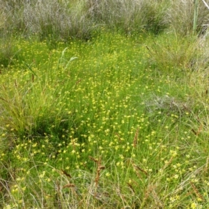 Ranunculus inundatus at Belconnen, ACT - 9 Nov 2014