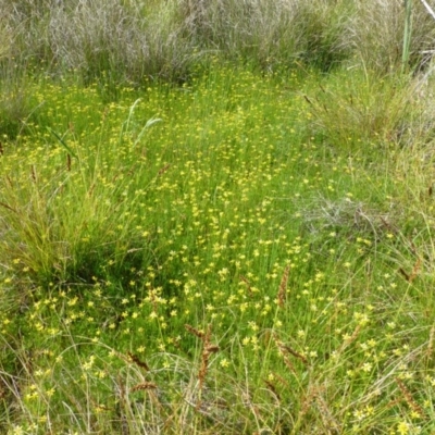 Ranunculus inundatus (River Buttercup) at Aranda Bushland - 8 Nov 2014 by RWPurdie