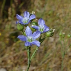 Linum marginale (Native Flax) at Aranda Bushland - 8 Nov 2014 by RWPurdie