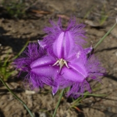 Thysanotus tuberosus subsp. tuberosus (Common Fringe-lily) at Canberra Central, ACT - 8 Nov 2014 by RWPurdie
