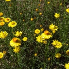 Xerochrysum viscosum (Sticky Everlasting) at Farrer Ridge - 8 Nov 2014 by galah681