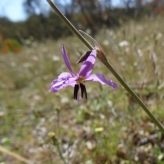 Arthropodium fimbriatum (Nodding Chocolate Lily) at Farrer, ACT - 9 Nov 2014 by galah681