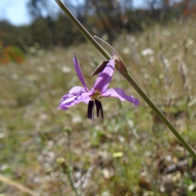Arthropodium fimbriatum (Nodding Chocolate Lily) at Farrer, ACT - 9 Nov 2014 by galah681