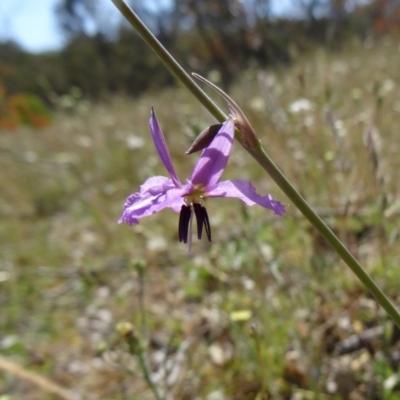 Arthropodium fimbriatum (Nodding Chocolate Lily) at Farrer Ridge - 8 Nov 2014 by galah681