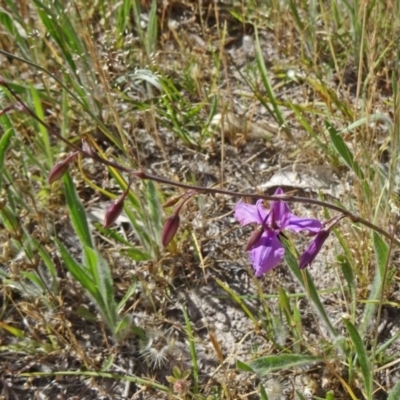 Arthropodium fimbriatum (Nodding Chocolate Lily) at Farrer Ridge - 9 Nov 2014 by galah681