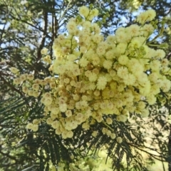 Acacia mearnsii (Black Wattle) at Farrer, ACT - 8 Nov 2014 by galah681